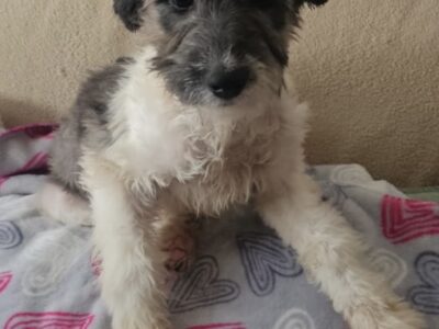 MIMI