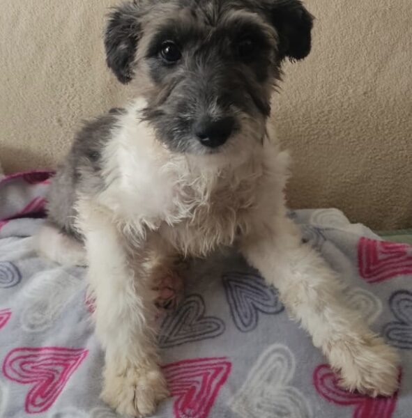 MIMI