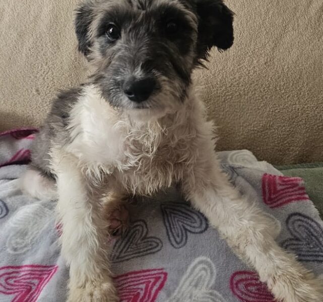 MIMI
