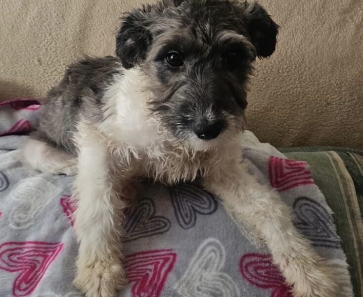MIMI