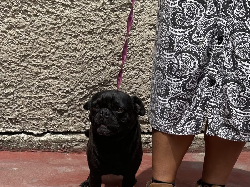 FRIJOLITO