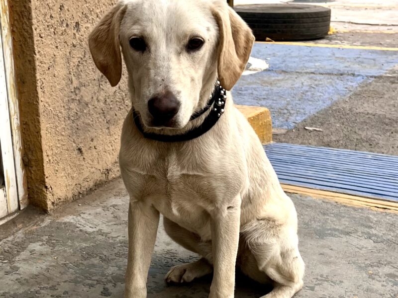 BELLA
