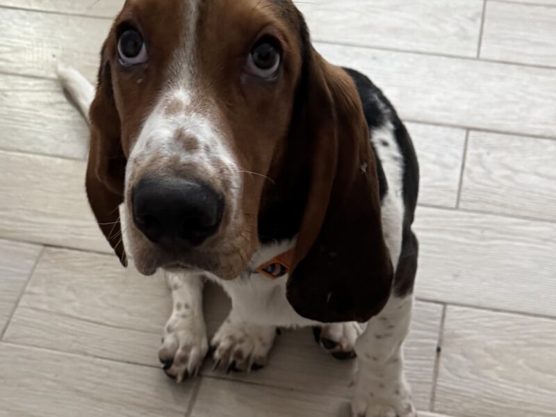 JUANITO