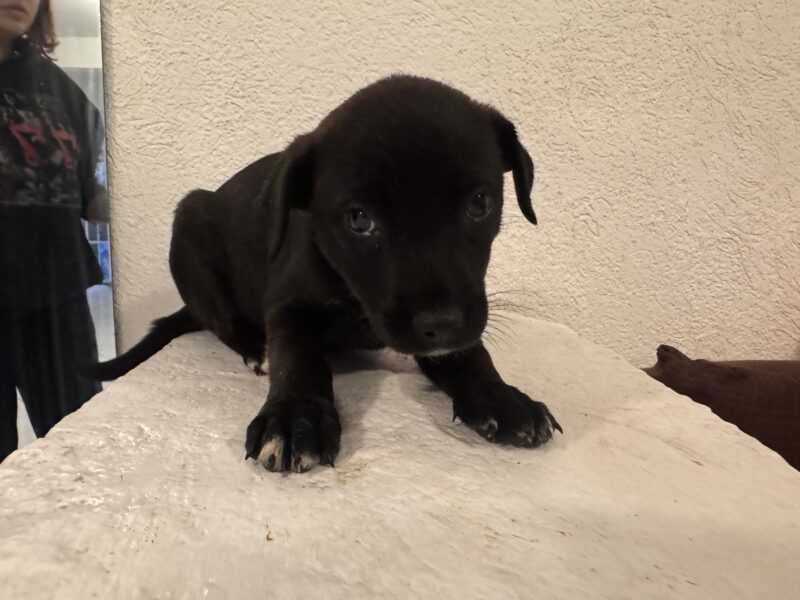 ELSA