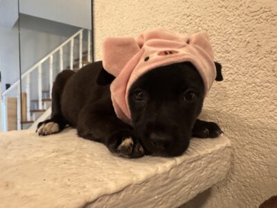 ELSA