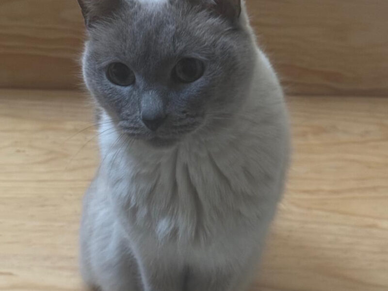 KIRA