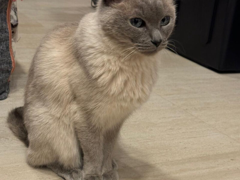 KIRA