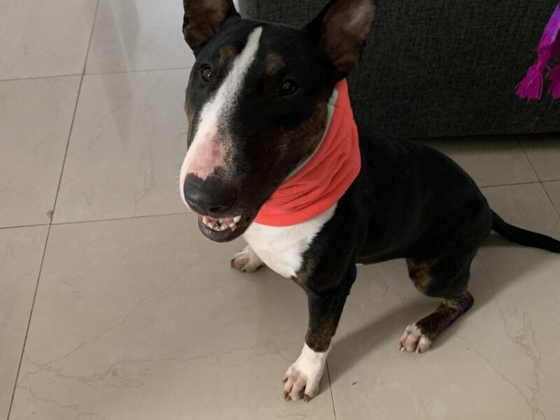 CHILA