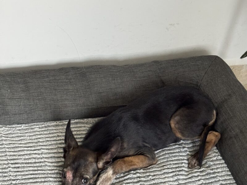 BELLA