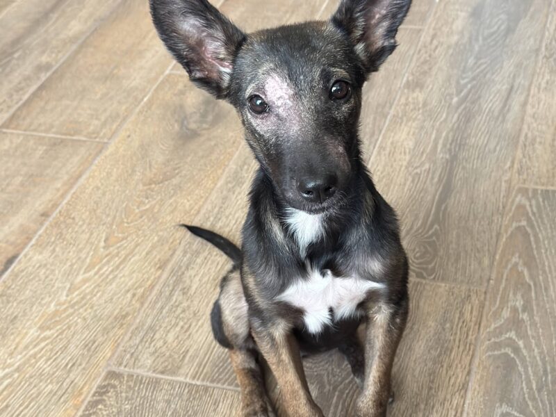 BELLA