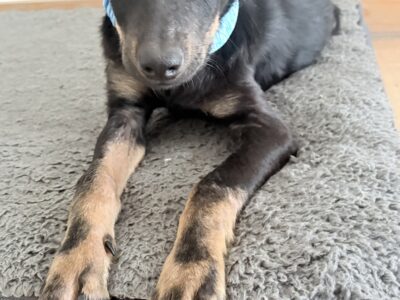 BOSCO
