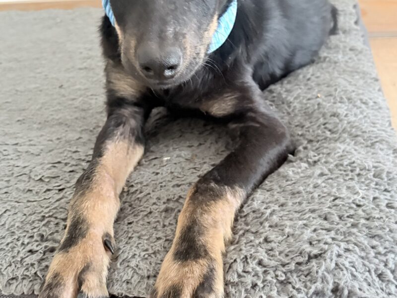 BOSCO