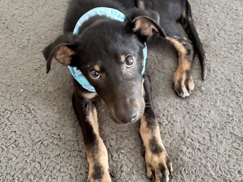 BOSCO