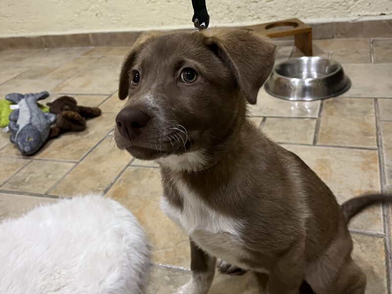 CHOCO