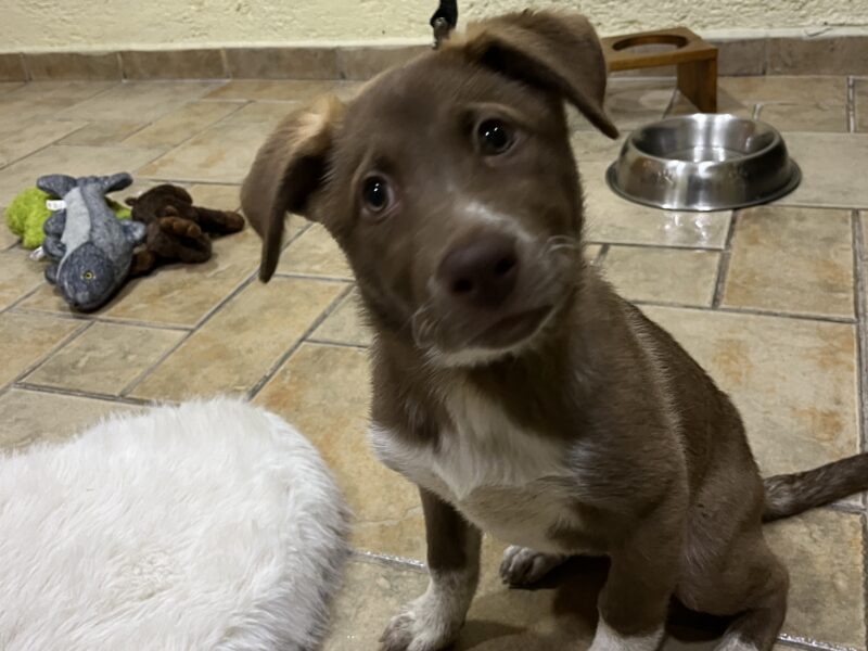 CHOCO