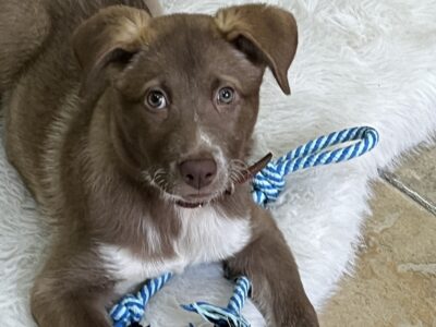 CHOCO