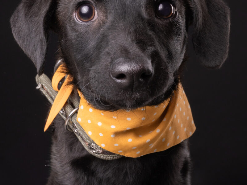 BLACKIE