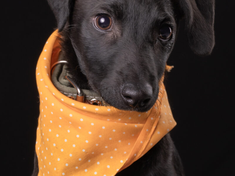 BLACKIE