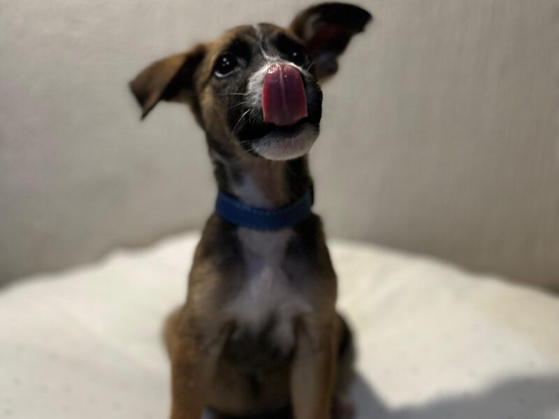 MORTY