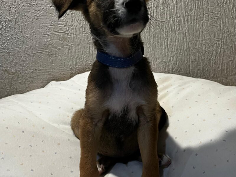 MORTY