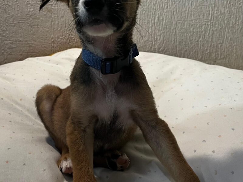 MORTY