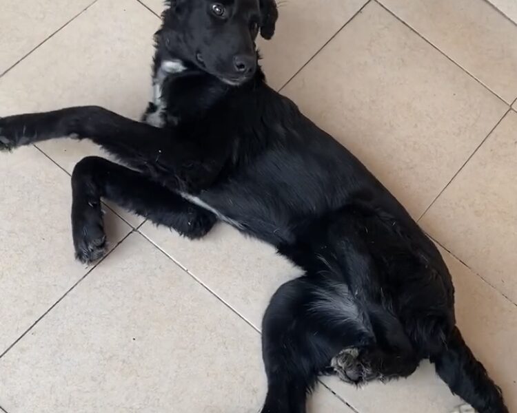 NENA