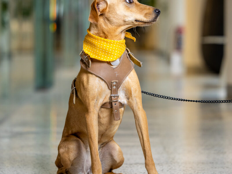 NALA