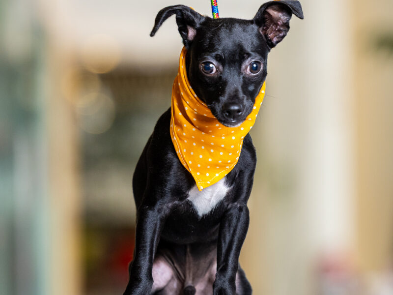 FRIJOLITO