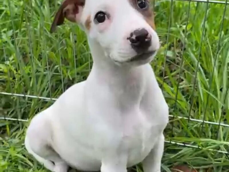 PETUNIA