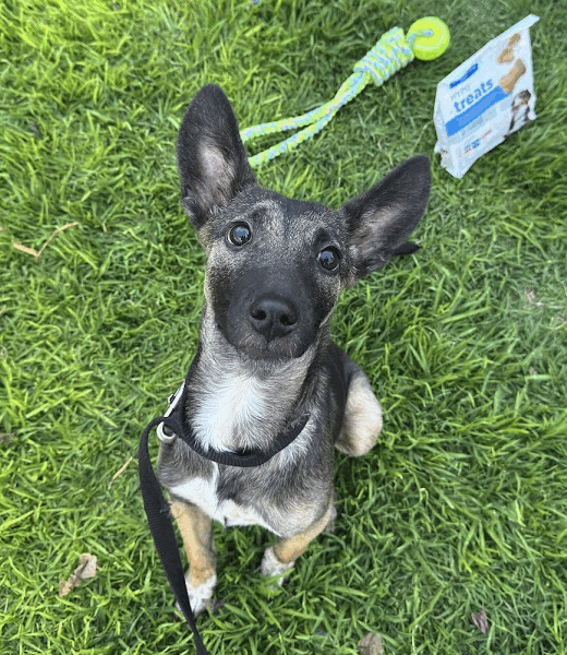 BELLA