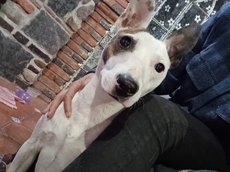 MARTINA