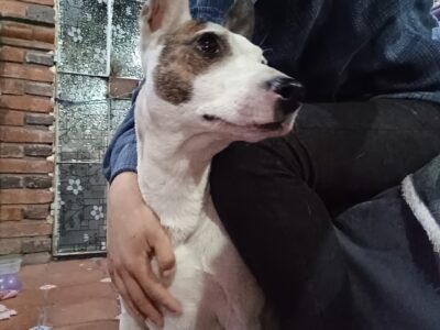 MARTINA