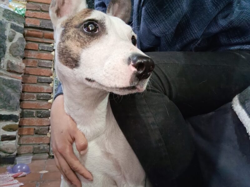 MARTINA