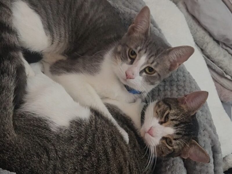 THOR y ZEUZ