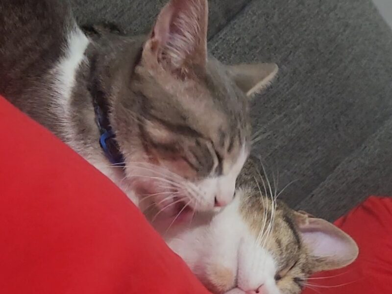 THOR y ZEUZ