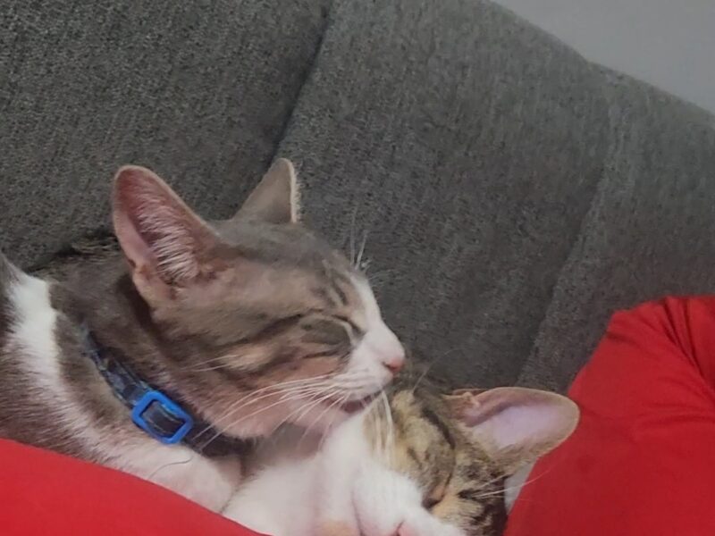THOR y ZEUZ