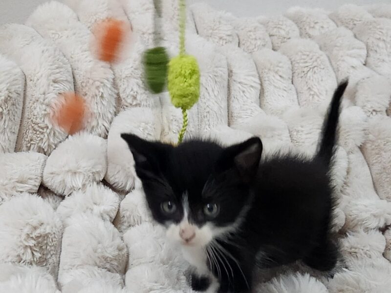 MILO