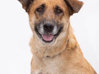 CANELA