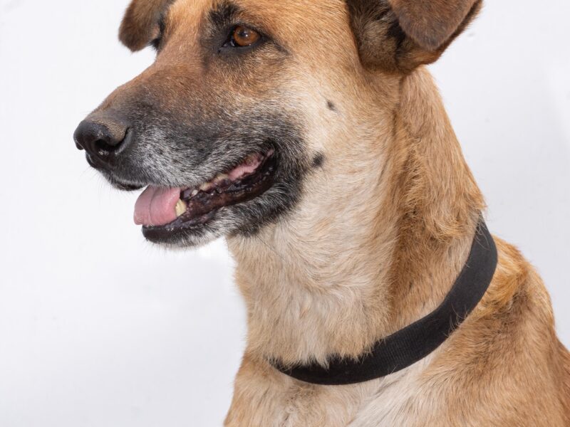 CANELA