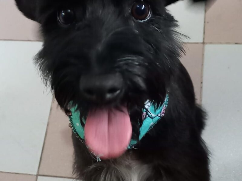 NALA