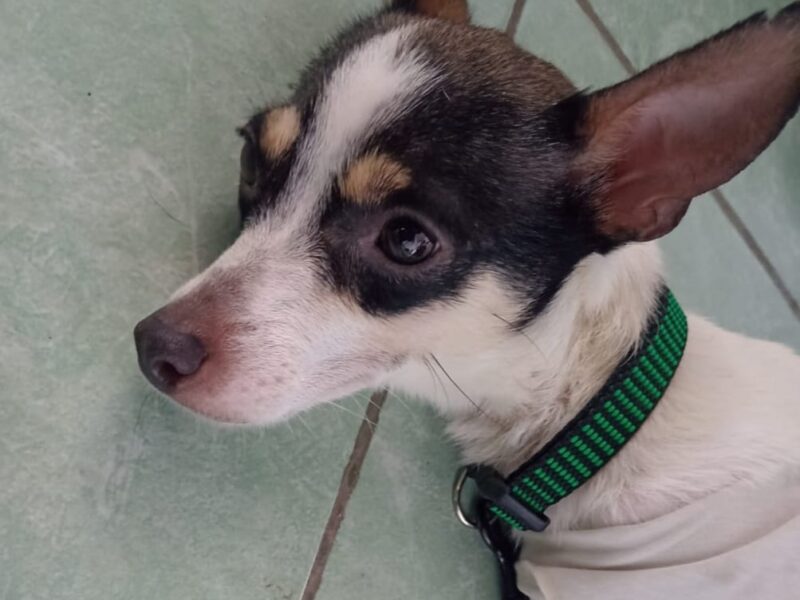 MANCHITAS