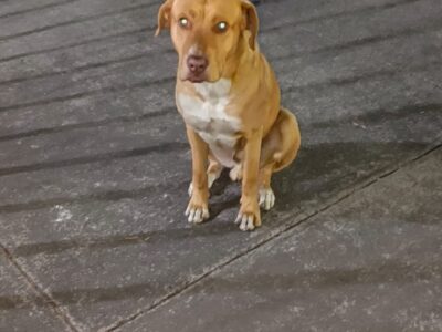 FAUSTO