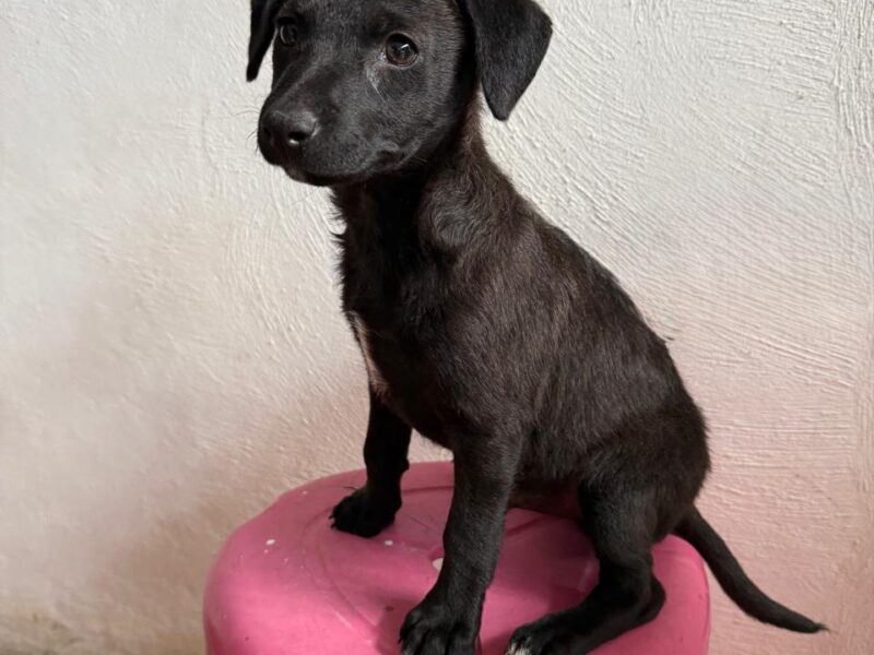 Blackie