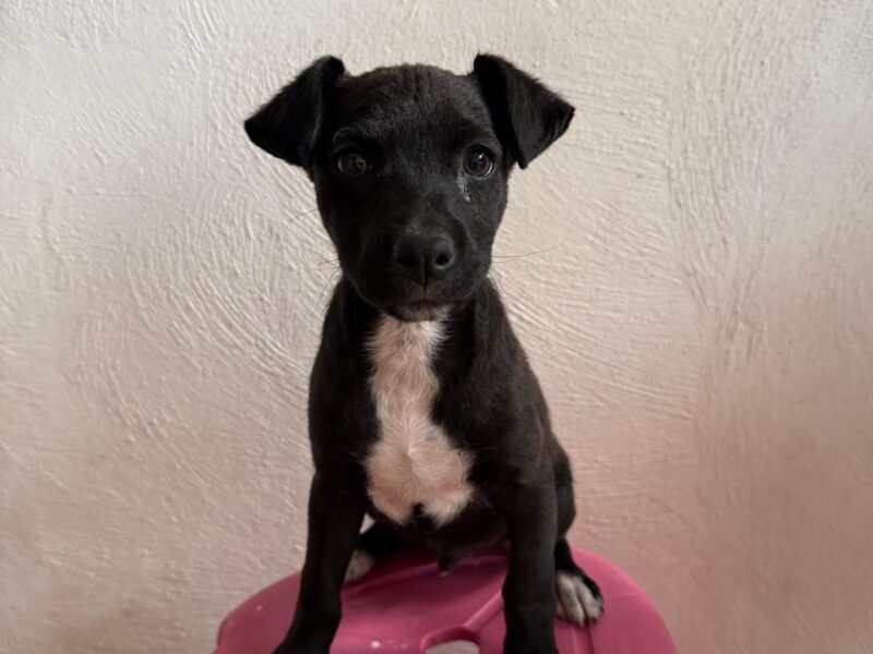 OREO