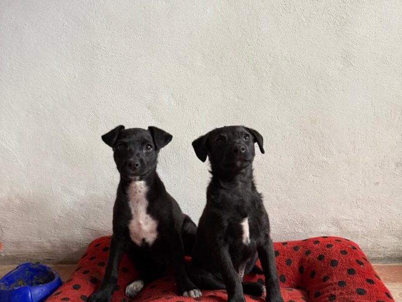 OREO
