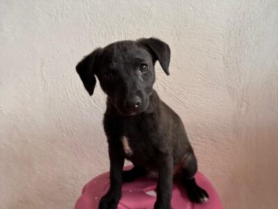 Blackie