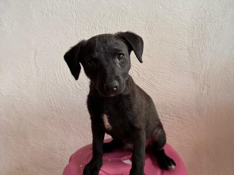 Blackie