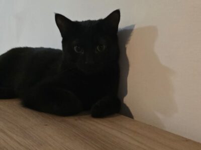 SALEM