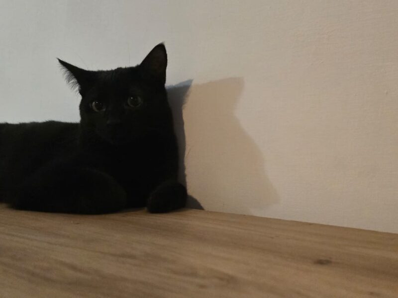 SALEM