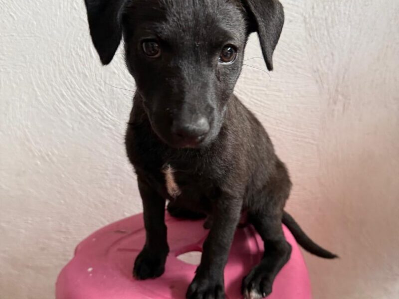 Blackie